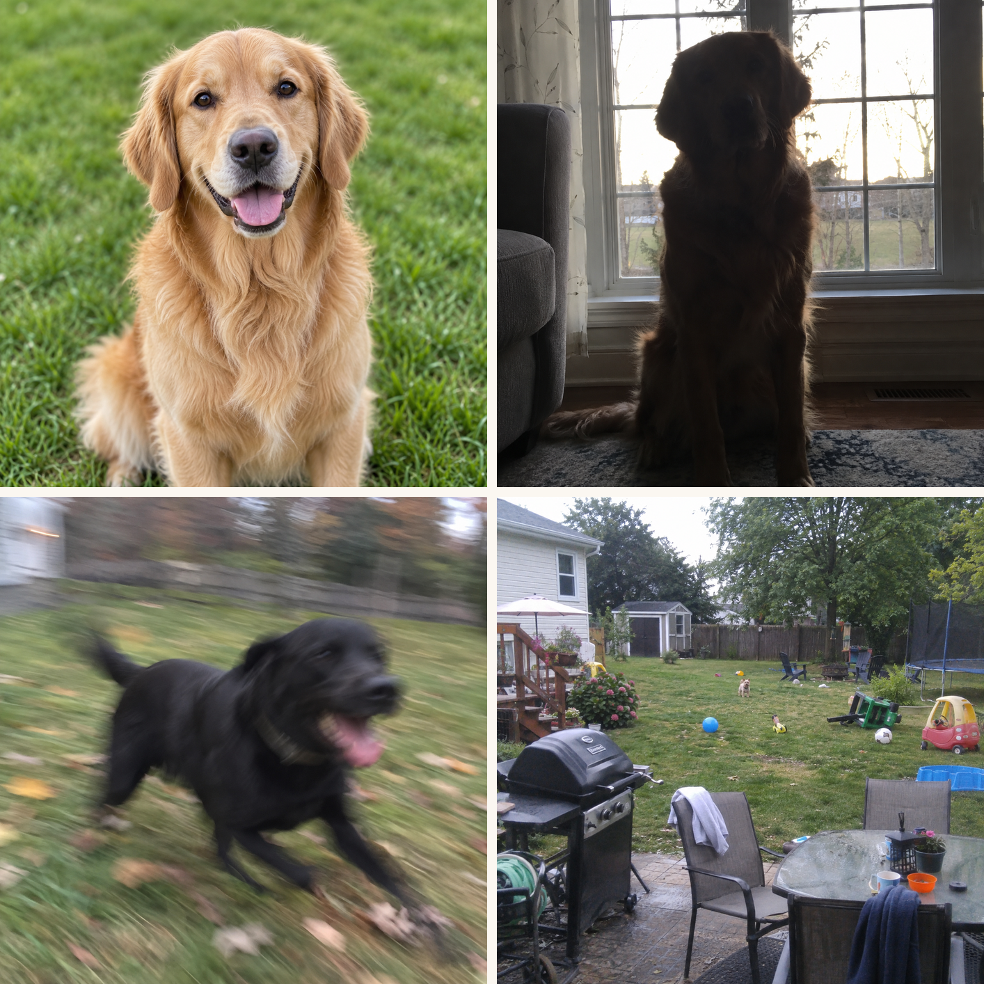 Four dog photos for doberman pajamas: one sharp and well lit, one blurry, one backlit, one too far — MyDogPics